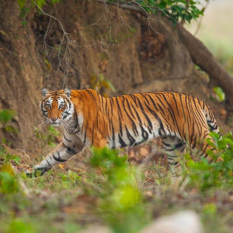 bandhavgarh-wildlife-tour