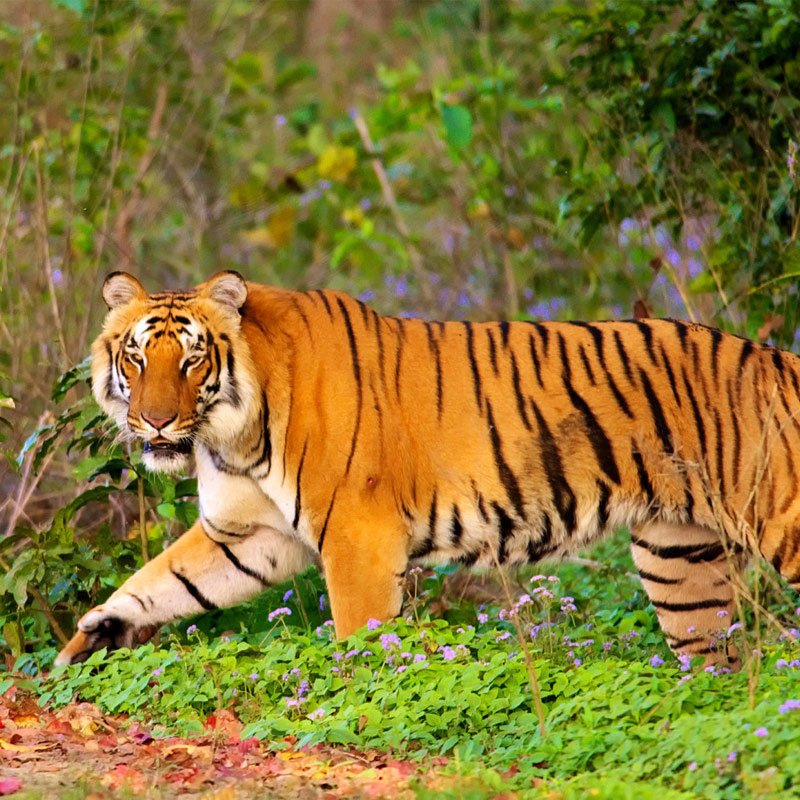 best-of-indian-wildlife