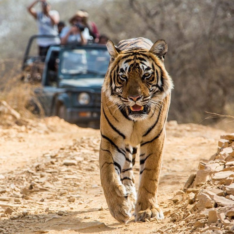 north-india-wildlife-tour